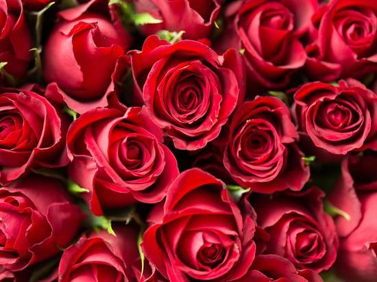 Больше тысячи кенийских роз уничтожили в Псковской области