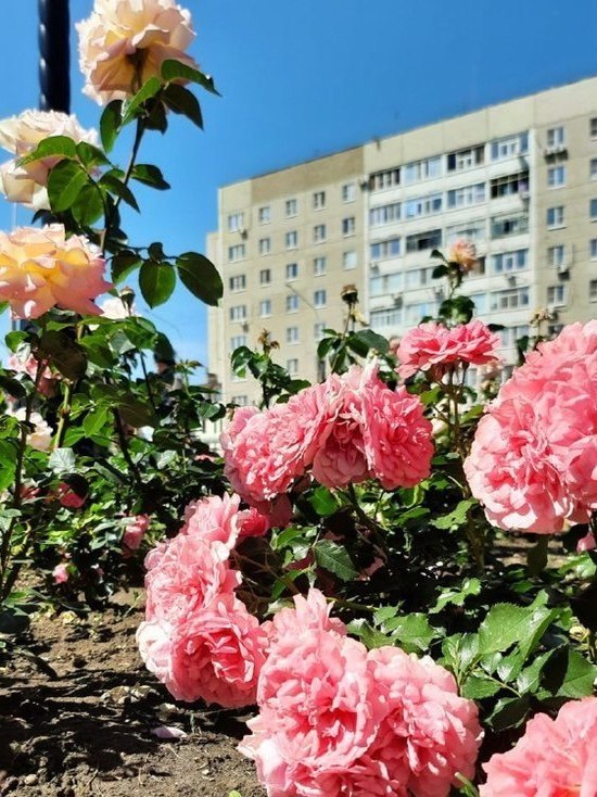 Мэр Невинномысска призвал прекратить бесчинства цветочных вандалов