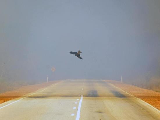 Птицы создают угрозу для полетов в аэропорту на Сахалине