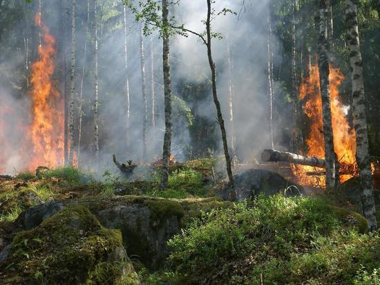 По всей Воронежской области установили третий класс пожарной опасности