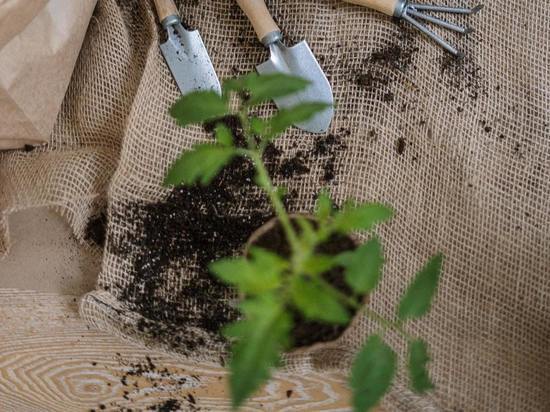 Названо 5 дел в саду, которые обязательно нужно сделать в июне