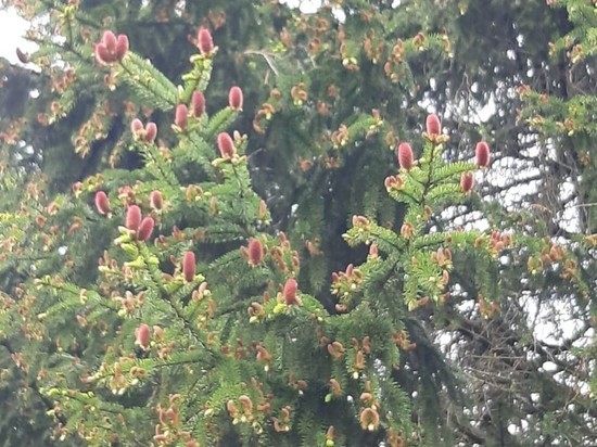 На деревьях в Ленобласти жители заметили розовые шишки