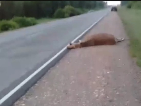 Самку лося сбили на трассе под Новосибирском