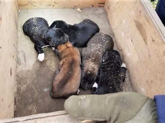 Спасатели не дали погибнуть собакам, которые застряли под домом в Южно-Сахалинске