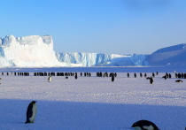 Ученые нашли частицы микропластика в свежевыпавшем снеге в Антарктиде.