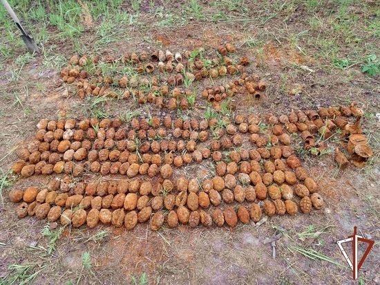 Почти 300 снарядов и мин нашли в курганском лесу