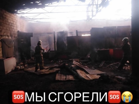 Сгорел приют для собак в Екатеринбурге, спасли всех животных