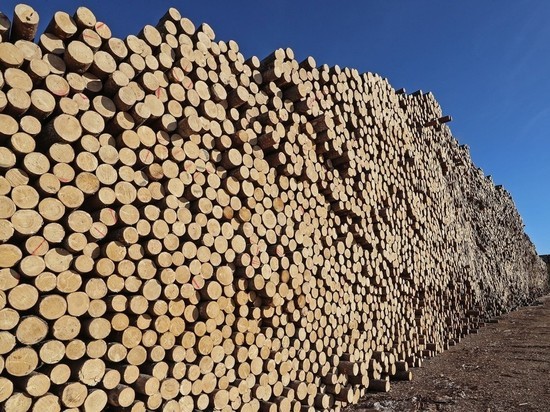 ОПГ из посёлка Магистрального вывезла леса на 20 млн