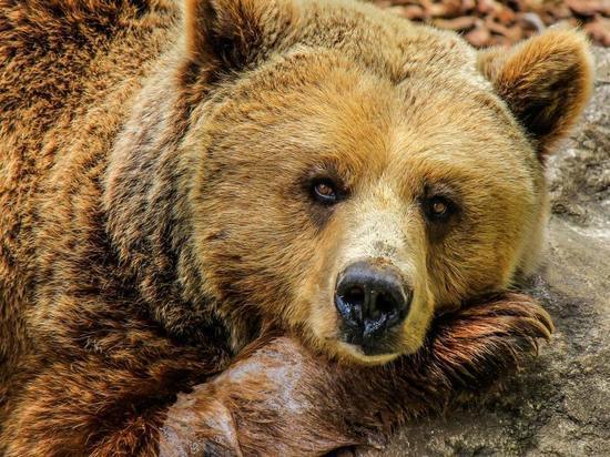 В Якутии вахтовики убили медведя кастрюлей с бомбой