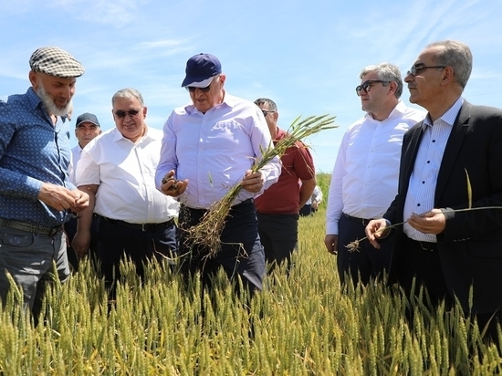 Урожайность риса в Дагестане значительно вырастет
