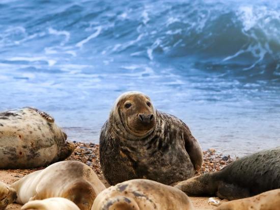 Тюлени и морской заяц Мурманского океанариума временно переедут в Москву
