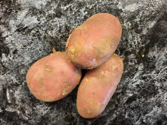 В Калужской области хорошие перспективы урожая картофеля