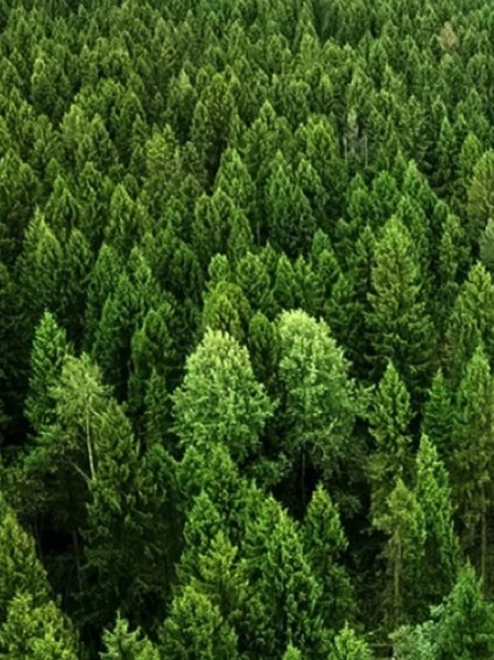 Ярославская область вошла в ТОП-10 регионов по эффективности использования лесных ресурсов