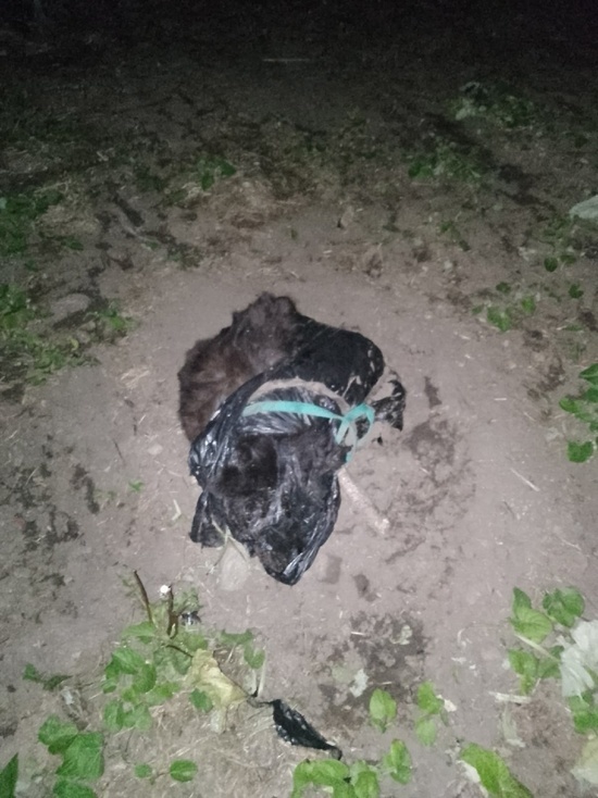 В Ярославле снова найден труп замученной собаки