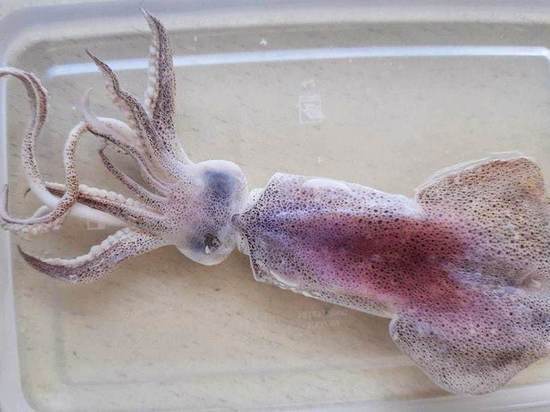 Ученые обнаружили редкого кальмара в районе между Монероном и Сахалином