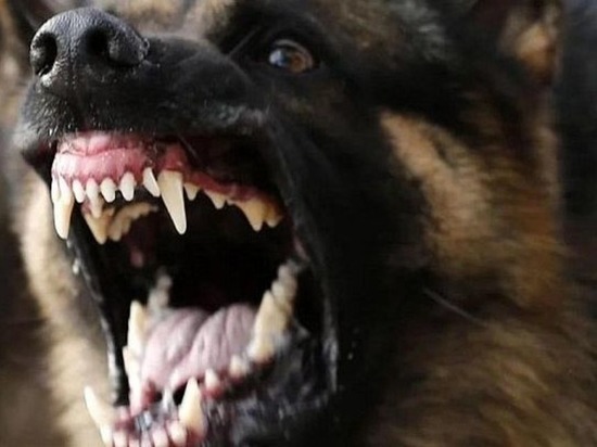 Четырёхлетняя девочка погибла от укусов собаки в Чукотском районе