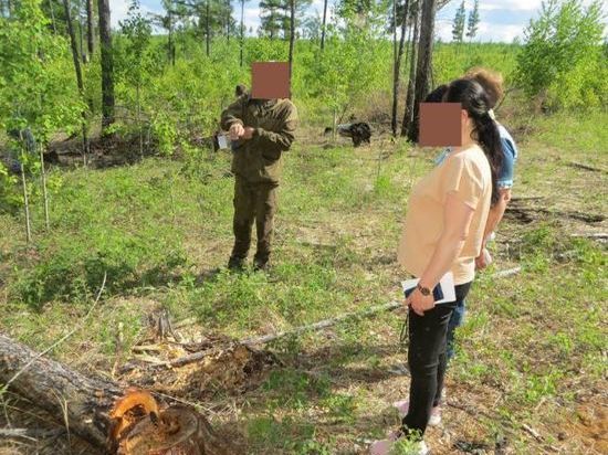 Забайкалец срубил 44 дерева на 250 тыс р и сделал из них столбы