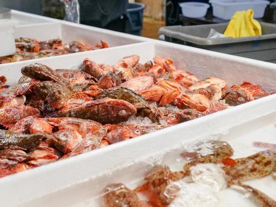 В школах Курской области обнаружили фарш и рыбу без сроков годности