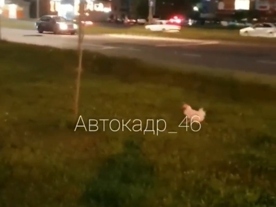 В Курске жителей многоэтажек на проспекте Клыкова удивили разгуливающие по микрорайону куры