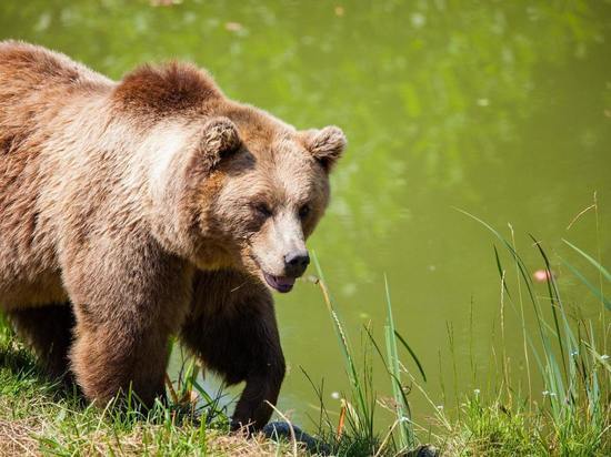 Боимся выйти на улицу: жители Новосибирской области обеспокоены появлением медведей рядом с посёлками