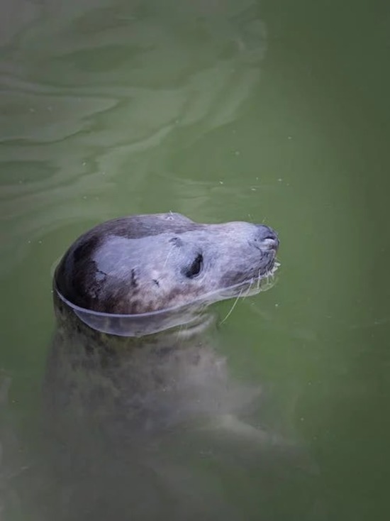 Калининградский зоопарк отложил выпуск тюленей в море из-за инфекции