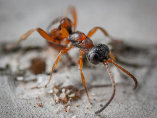 Как избавиться от муравьев на кухне: это средство прогонит насекомых из вашего жилища