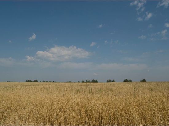 Лукашенко заявил о семи предложенных Москвой маршрутах вывоза зерна