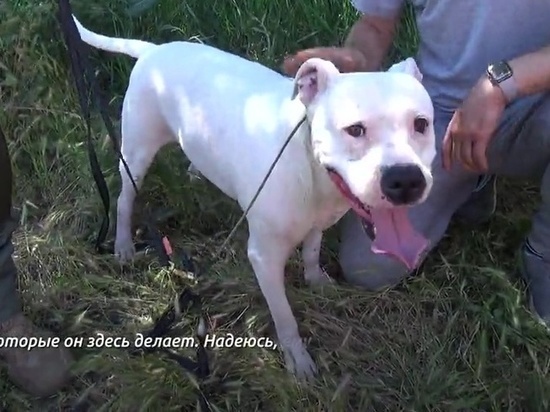 Рамзану Кадырову подарят денацифицированного пса по кличке Адидас