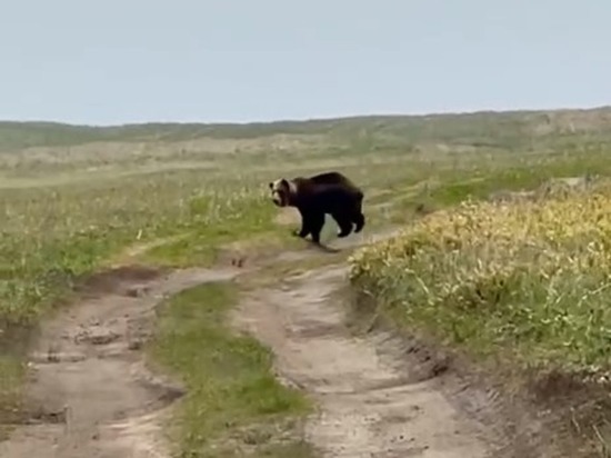 Крупного медведя заметили туристы на Курилах