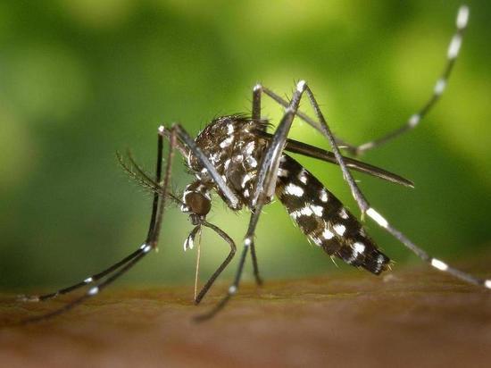 В России за неделю спрос на средства от комаров вырос в 36 раз