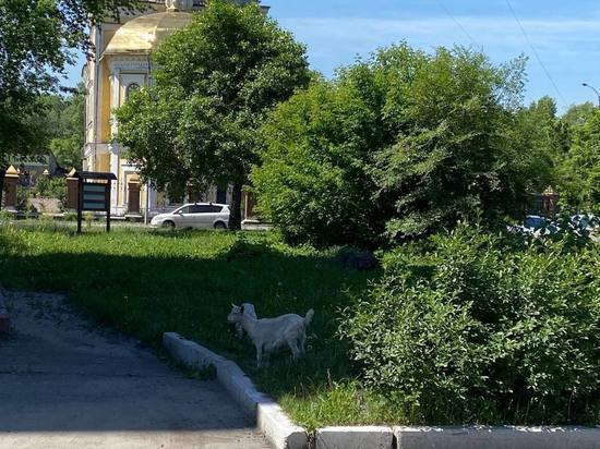  О, козы: жители кузбасского города внезапно встретились парнокопытными
