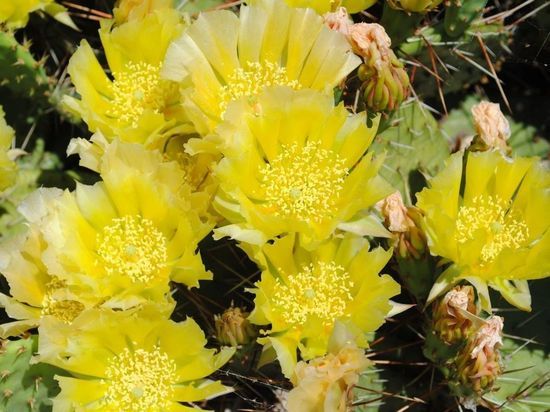 В Ботаническом саду Донецка зацвел съедобный морозостойкий кактус