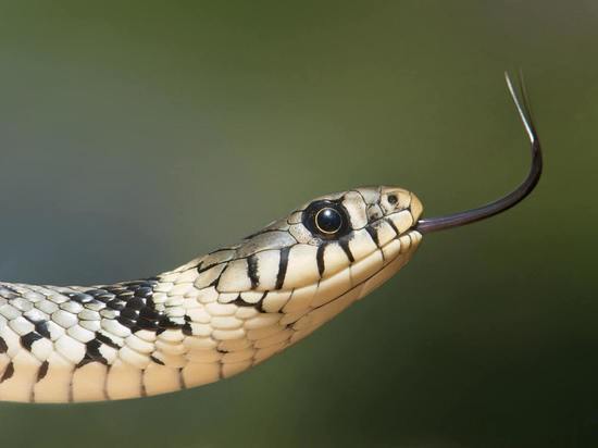 12 июня в Смоленске будет облачно с прояснениями