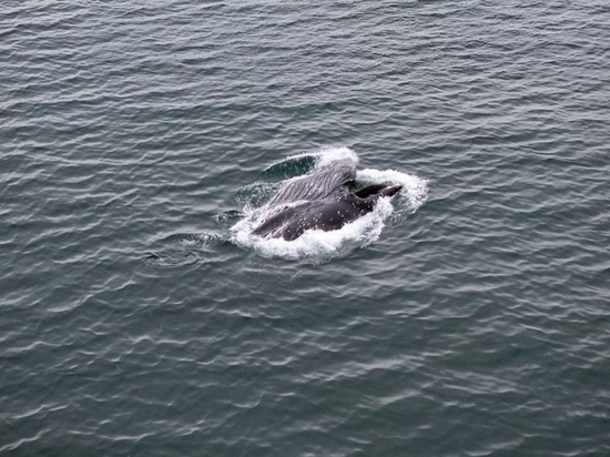 Путешественники увидели горбатых китов на Курилах