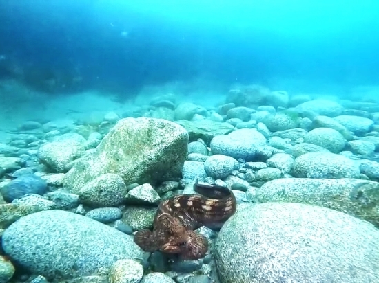 Дайверы показали, какие тайны хранит сахалинский маяк Анива под водой