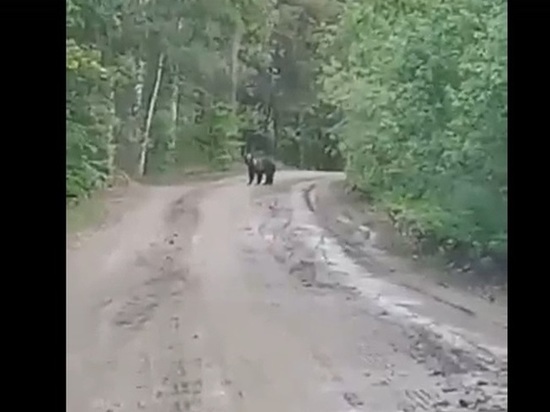 На Южном Урале автоледи напугала встреча с медведем