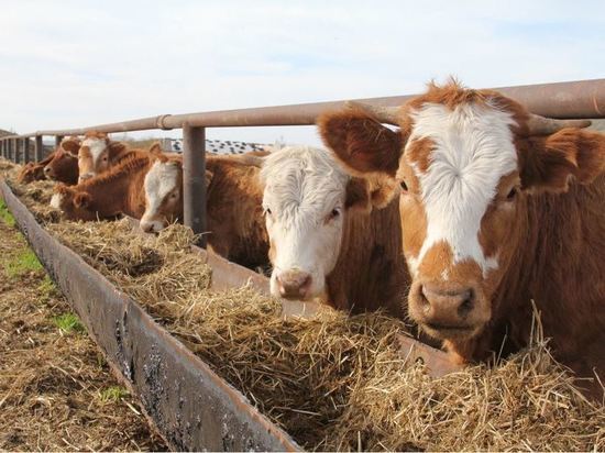 Вблизи деревни Аскинского района Башкирии появится молочная ферма