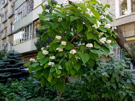Деревья счастья: в Волгограде снова благоухают катальпы