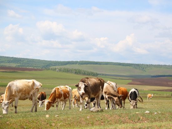 Илья Сумароков: С начала 2022 года в Иркутской области увеличились объёмы производства молока