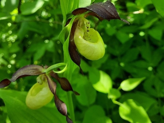 Ивановские ботаники похвалились цветением редкой орхидеи