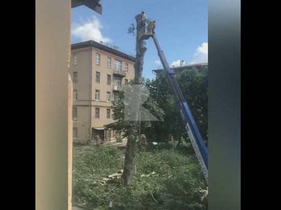 Рязанка пожаловалась на вырубку деревьев на улице Дзержинского