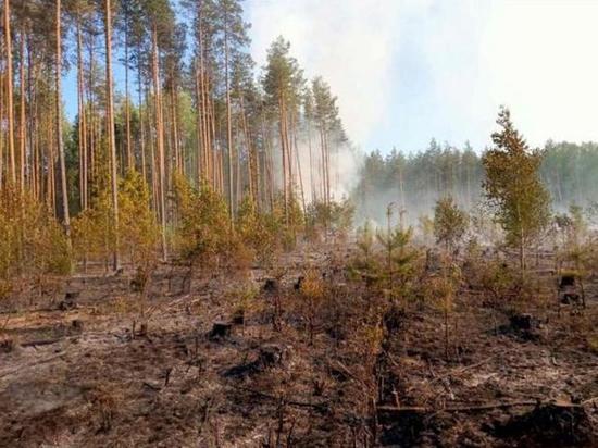 В Ивановской области начали бушевать лесные пожары