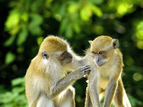 Первый случай оспы обезьян зарегистрирован в Румынии - Минздрав