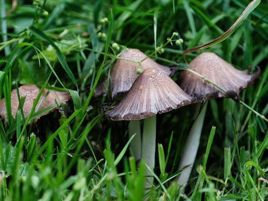 В лесах Бузулукского района появились особые грибы
