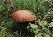 Под Петербургом бывалые любители «тихой охоты» уже начали находить первые грибы. Информацией об урожайных местах они поделились в группе «ВКонтакте» «Грибы и Грибники СПб».