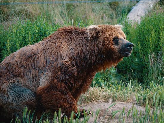 Появились подробности нападения медведя на девочку в Яковлевке
