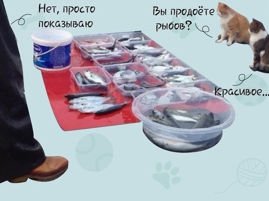 Котики из приюта Губкинского просят рыбаков поделиться с ними уловом