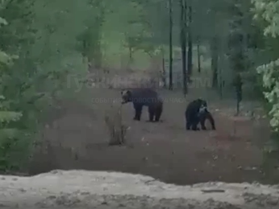 Медведицу с играющими медвежатами сняли на видео в ЯНАО