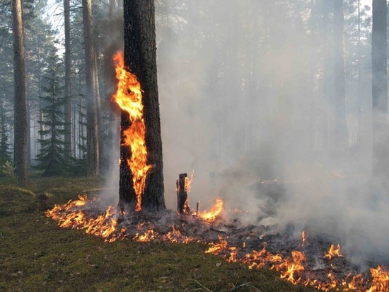 В Хабаровском крае начался сезон грозовых пожаров