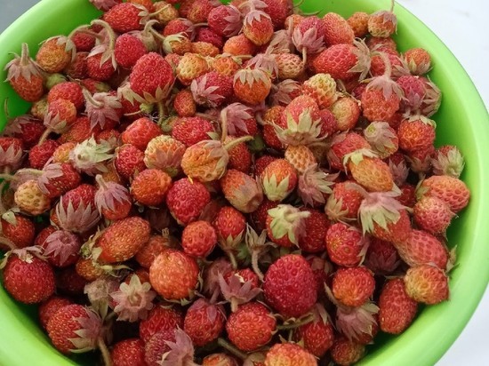 Сборщица ягод рассказала, где искать полевую клубнику в Новосибирской области